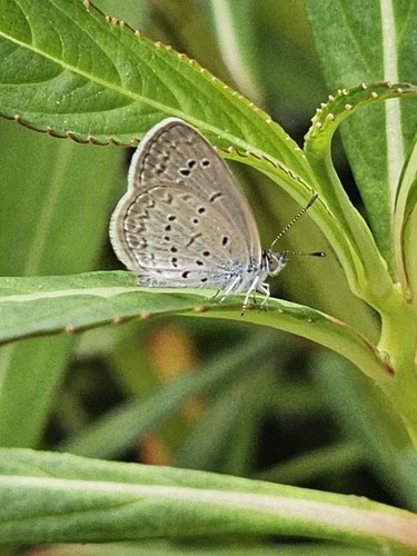 ผีเสื้อฟ้าดอกหญ้า · Lesser Grass Blue · Zizina otis