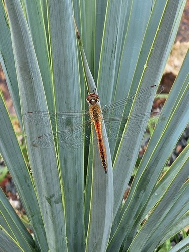 แมลงปอบ้านแผ่นปีกกว้าง · Wandering Glider · Pantala flavescens