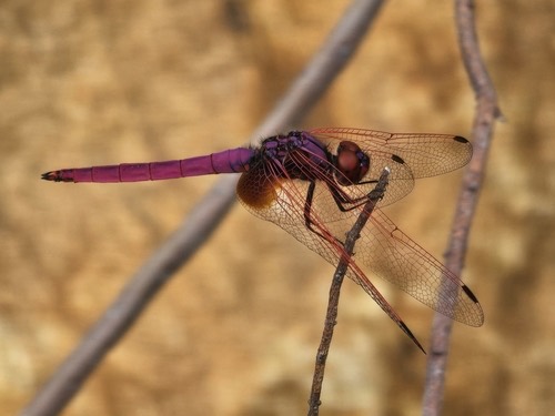 แมลงปอบ้านไตรมิตรสีชมพู · Crimson Marsh Glider · Trithemis aurora