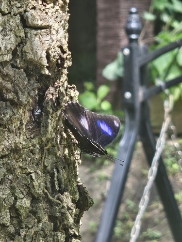 ผีเสื้อปีกไข่ใหญ่ · Great Eggfly · Hypolimnas bolina
