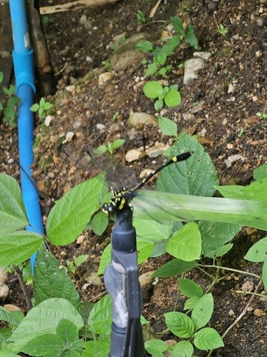 แมลงปอเสือดำเปรัก · Gomphidictinus perakensis