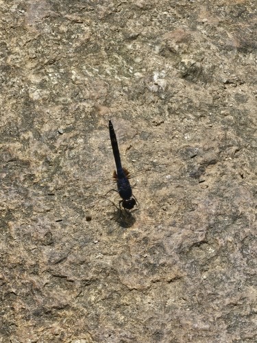 แมลงปอบ้านไตรมิตรสีน้ำเงิน · Indigo Dropwing · Trithemis festiva