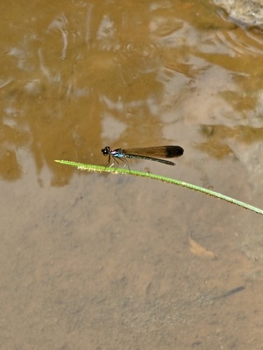 แมลงปอเข็มน้ำตกสั้นปลายปีกดำ · Heliocypha biforata