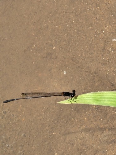 แมลงปอเข็มท้องเข็มดำ · Black Threadtail · Prodasineura autumnalis