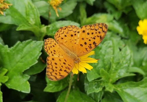 ผีเสื้อเสือดาวใหญ่ · Common Leopard · Phalanta phalantha