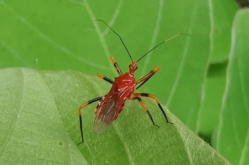Sphedanolestes xiongi