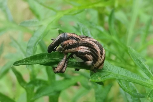 Sternuchopsis triangulifer