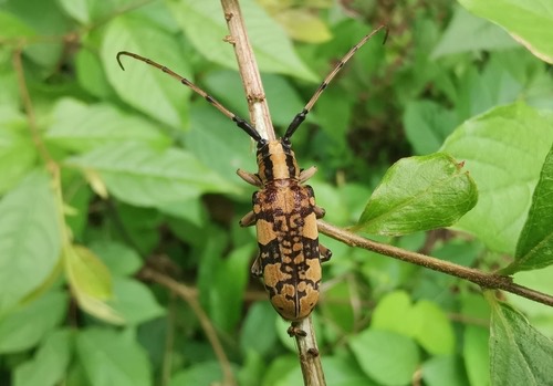 Cremnosterna carissima