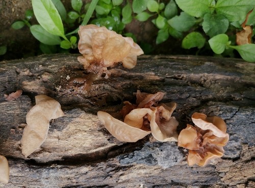 เห็ดหูหนู · Jelly Ear · Auricularia auricula-judae