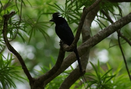 นกแซงแซวหางบ่วงใหญ่ · Greater Racket-tailed Drongo · Dicrurus paradiseus
