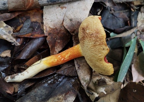 Burnt-orange Bolete · Tylopilus balloui