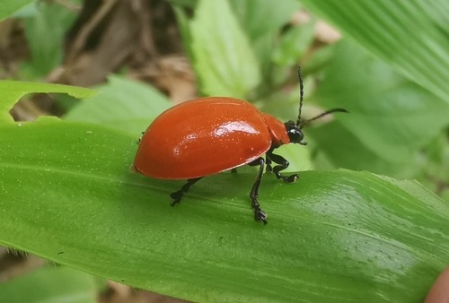 Oides livida