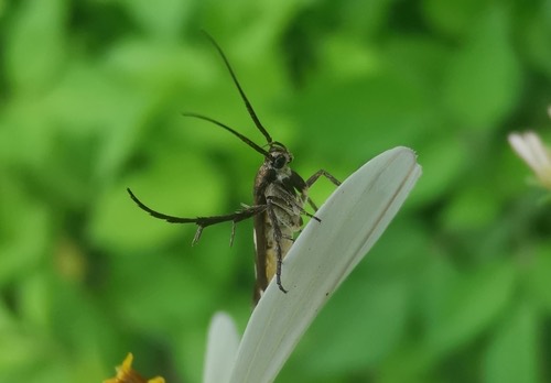 Eretmocera impactella