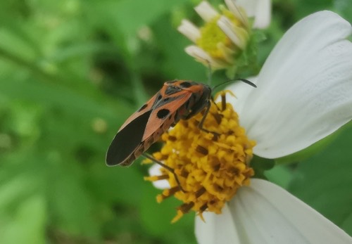 Darth Maul Bug · Spilostethus hospes