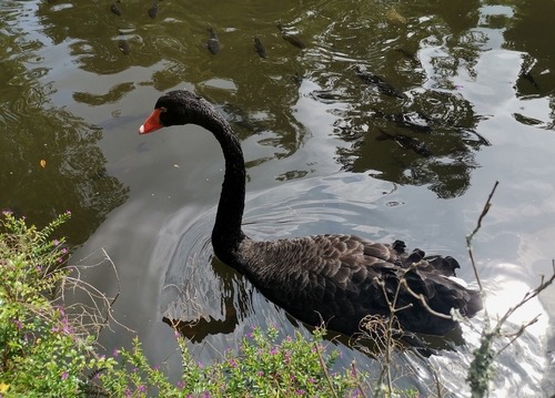 หงส์ดำ · Black Swan · Cygnus atratus