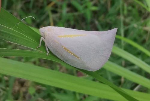 Lawana radiata