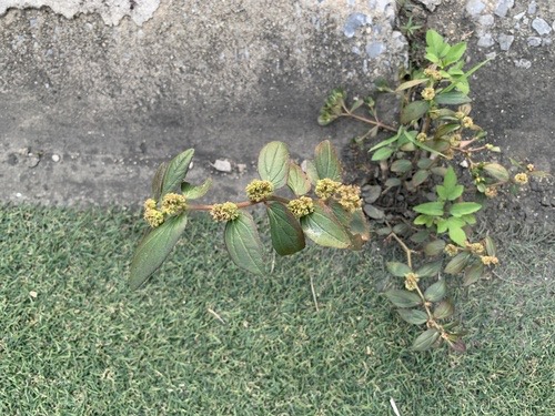 น้ำนมราชสีห์ · Asthma Plant · Euphorbia hirta