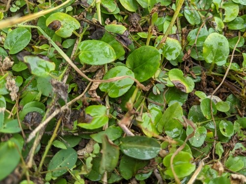 ใบต่างเหรียญ · Dwarf Morning Glory · Evolvulus nummularius