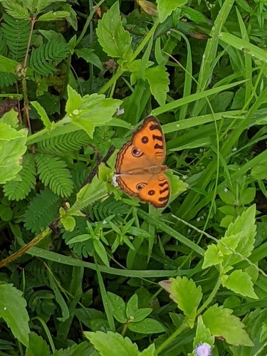 ผีเสื้อแพนซีมยุรา · Peacock Pansy · Junonia almana