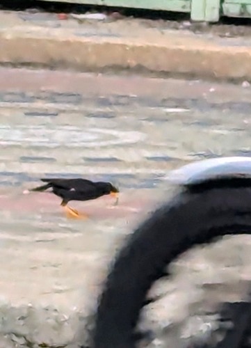 นกเอี้ยงหงอน · Great Myna · Acridotheres grandis