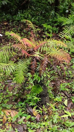 เฟิร์นอุ้งตีนหมี · Brainea insignis