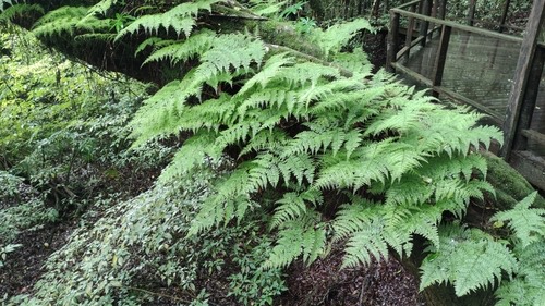 Davallia perdurans