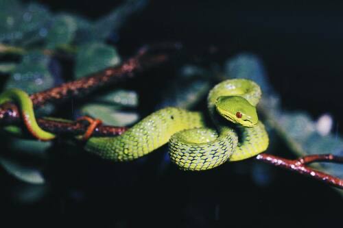 งูเขียวหางไหม้ท้องเหลืองตาแดง · Guo's Green Pit Viper · Trimeresurus guoi