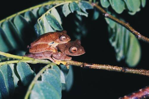 ปาดตีนเหลือง · Red-webbed Treefrog · Rhacophorus rhodopus