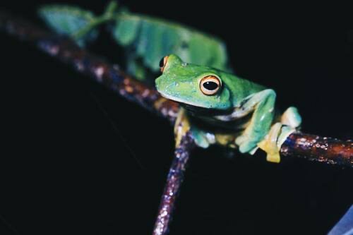 ปาดเขียวตีนลาย · Black-webbed Flying Frog · Rhacophorus kio