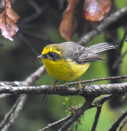 นกอีแพรดท้องเหลือง · Yellow-bellied Fairy-Fantail · Chelidorhynx hypoxanthus