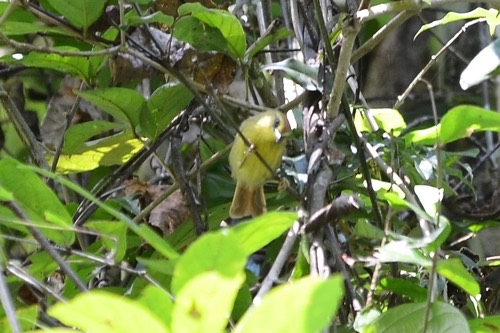 นกกินแมลงอกเหลือง · Pin-striped Tit-Babbler · Mixornis gularis