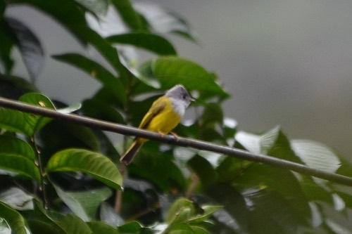 นกจับแมลงหัวเทา · Grey-headed Canary-Flycatcher · Culicicapa ceylonensis
