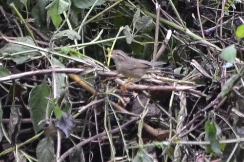 นกกระจิ๊ดปากหนา · Radde's Warbler · Phylloscopus schwarzi