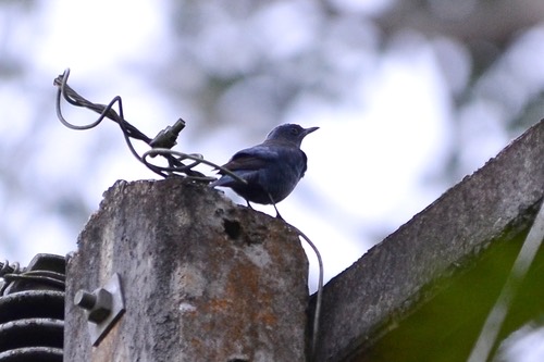นกกระเบื้องผา · Blue Rock-Thrush · Monticola solitarius