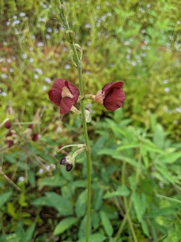 ถั่วผี · Phasey Bean · Macroptilium lathyroides