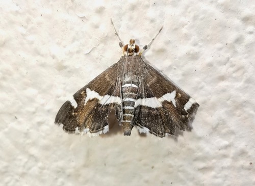 ผีเสื้อหนอนใยผักกาดฮาวาย · Hawaiian Beet Webworm Moth · Spoladea recurvalis