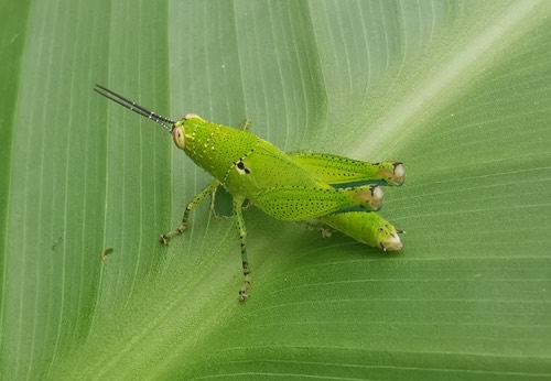ตั๊กแตนขาลายแข้งแดง · Rufous-legged Grasshopper · Xenocatantops humilis