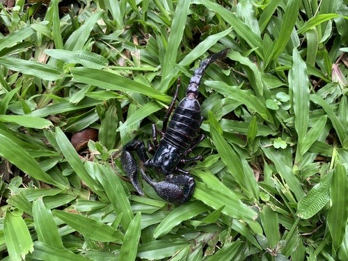 แมงป่องช้างลาว · Laotian Giant Scorpion · Heterometrus laoticus