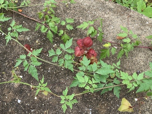 โคกกระออม · Lesser Balloon Vine · Cardiospermum halicacabum