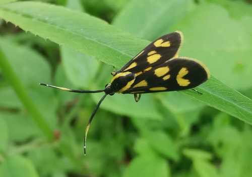 Artona hainana