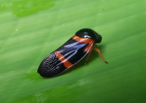 Cosmoscarta egens