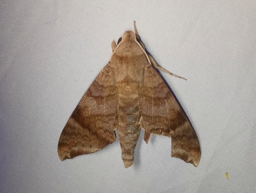 Acosmeryx shervillii