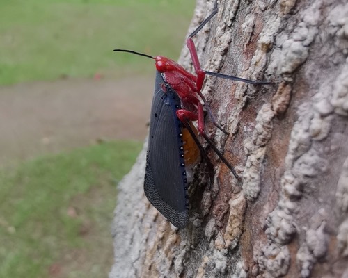 จักจั่นงวงเข็ม · Kalidasa nigromaculata