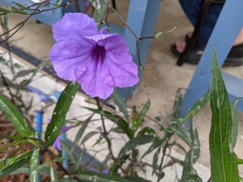 ต้อยติ่งฝรั่ง · Mexican Ruellia · Ruellia simplex