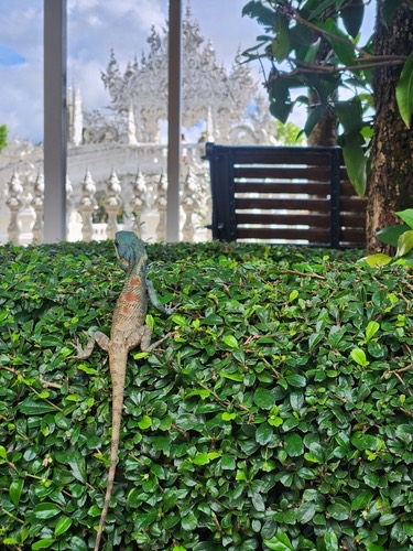 กิ้งก่าหัวสีฟ้า · Siamese Blue Crested Lizard · Calotes goetzi