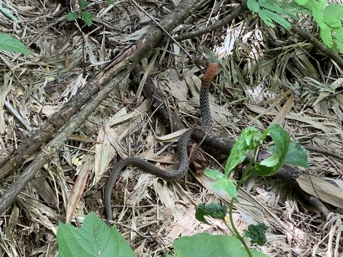 งูลายสาบคอแดงเหนือ · Heller's Red-necked Keelback · Rhabdophis helleri