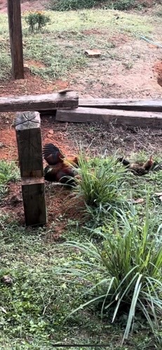 ไก่ป่า · Red Junglefowl · Gallus gallus