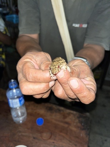 กบหนอง · Paddy Field Frog · Fejervarya limnocharis