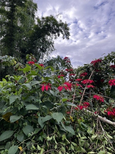 คริสต์มาส · Poinsettia · Euphorbia pulcherrima