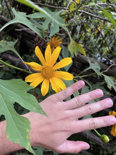 บัวตอง · Mexican sunflower · Tithonia diversifolia